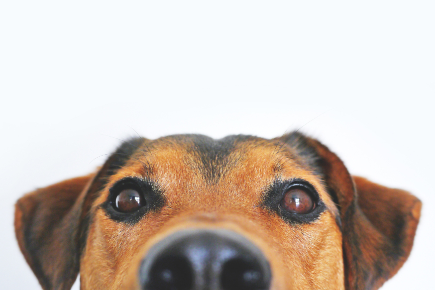 Hond op Kantoor