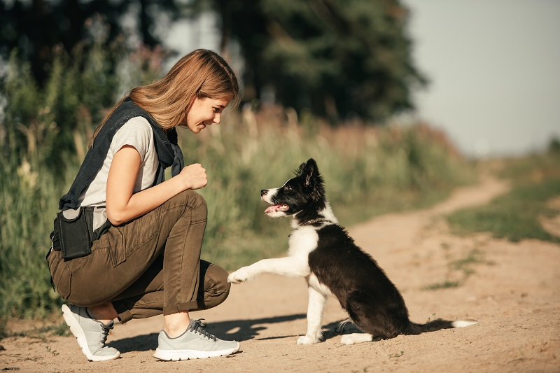 online dieren marktplaats, online marktplaats, puppyplaats.nl, geoptimaliseerde website, website