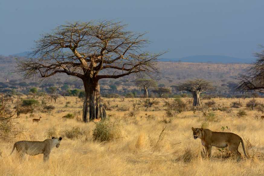 Afbeelding: Fly-in safari in Zuid-Tanzania, Afrika