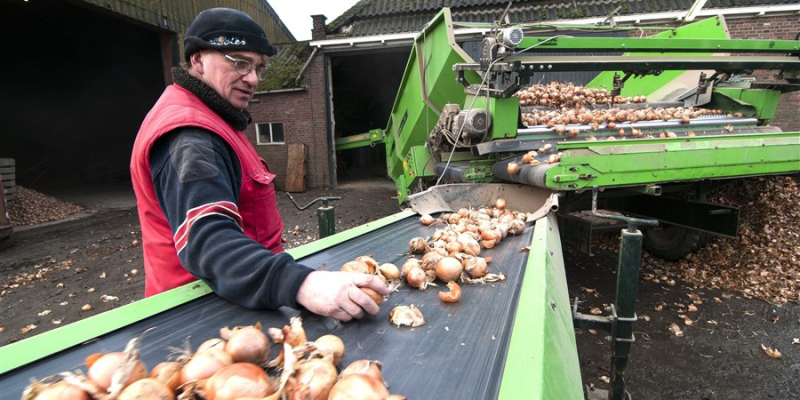 Uienteelt verspreidt zich over Nederland