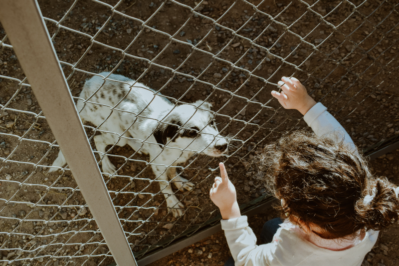 Gewond geraakt door hond, schadevergoeding?