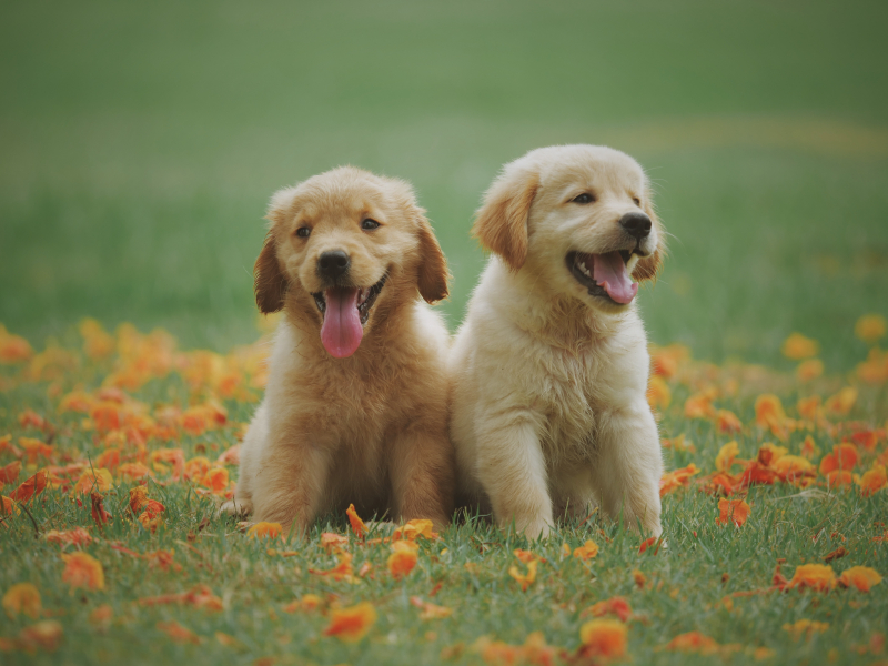 Cooper Pet Care en Huisdieren.nl slaan handen ineen voor verzorging huisdieren