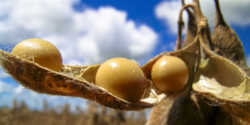 Nederland grootste importeur van soja, palmolie en cacao van de EU