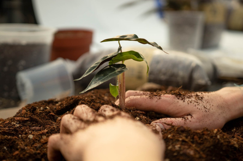 Nederlandse start-up digitaliseert plantenverzorging met slimme assistent