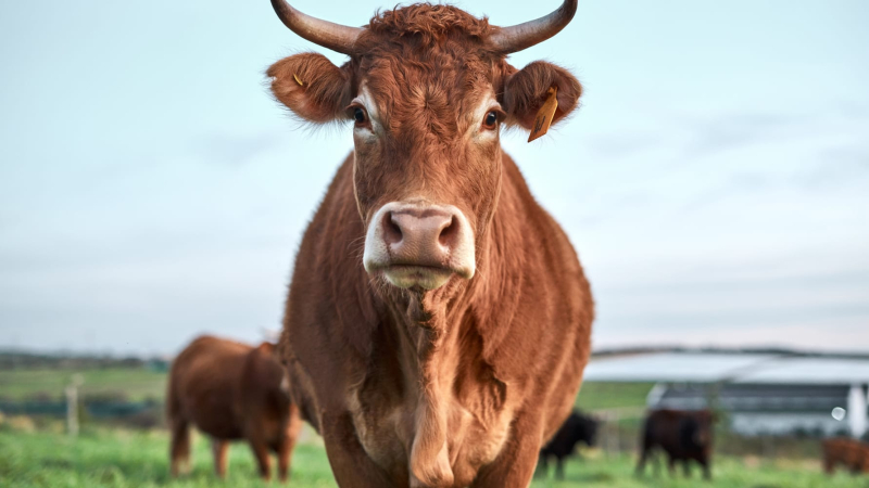 Koeien – beschermers van landschap en klimaat