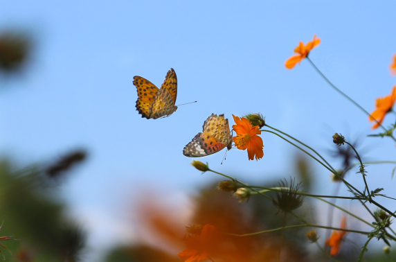 The butterfly effect: breng verandering teweeg