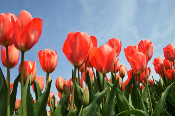 Flower Farm