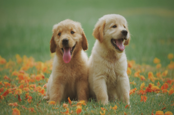 Cooper Pet Care en Huisdieren.nl slaan handen ineen voor verzorging huisdieren