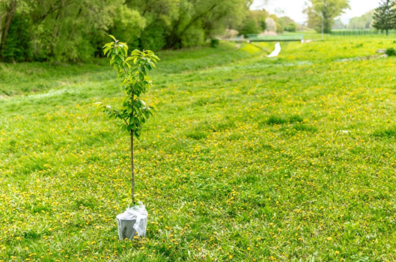 Initiatief Rabobank pakt wereldwijde CO2-uitdaging aan en verbetert positie boeren in ontwikkelende landen