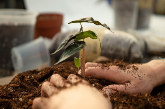 Nederlandse start-up digitaliseert plantenverzorging met slimme assistent