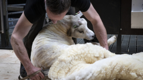 Weinig geschreeuw en heel veel wol: 25 scheerders voor honderdduizenden schapen