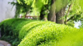 Groen op je bedrijfsterrein: zo pak je het aan