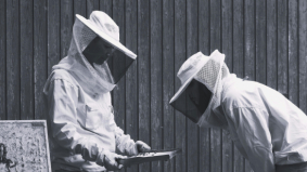 Bestrijdingsservice inschakelen bij overlast van bijen