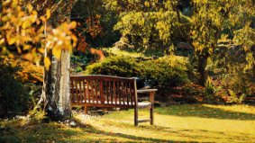 Groen als buffer: zo helpt je tuin tegen werkstress
