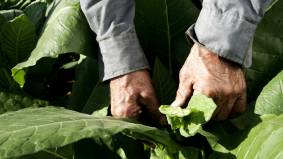 Vliegen met tabak als brandstof