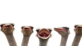 Het struisvogelsyndroom