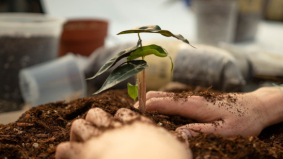 Nederlandse start-up digitaliseert plantenverzorging met slimme assistent