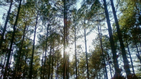 DELA investeert in duurzame bosbouw