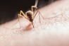 Tv-campagne pakt insectenbeten aan